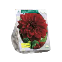 Dahlia Decoratief Arabian Night per 1