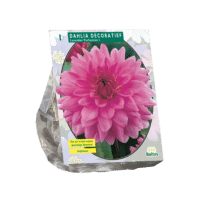 Dahlia Decoratief Lavender Perfection per 1