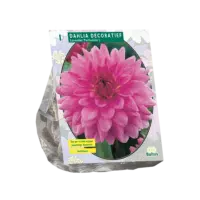Dahlia Decoratief Lavender Perfection per 1