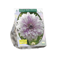 Dahlia Decoratief Mom's Special per 1