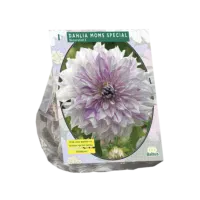 Dahlia Decoratief Mom's Special per 1