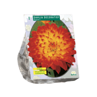 Dahlia Decoratief Proycon per 1