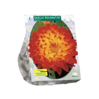 Dahlia Decoratief Proycon per 1