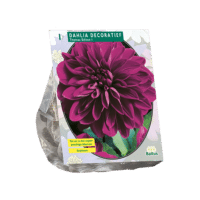 Dahlia Decoratief Thomas Edison per 1