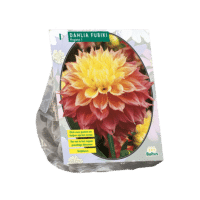 Dahlia Fubiki Kogane per 1