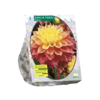 Dahlia Fubiki Kogane per 1