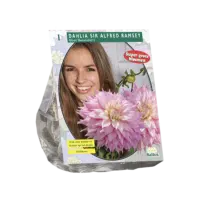Dahlia Giant Dec. Sir Alfred Ramsey per 1