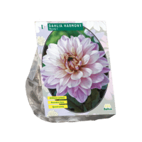 Dahlia Harmony per 1