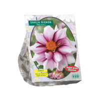 Dahlia Mignon Edge of joy per 1