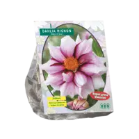 Dahlia Mignon Edge of joy per 1