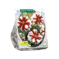 Dahlia Mignon Fire & Ice per 1