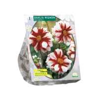 Dahlia Mignon Fire & Ice per 1