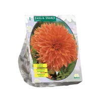Dahlia Orange per 1