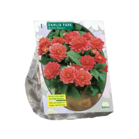 Dahlia Park Berliner Kleene per 1