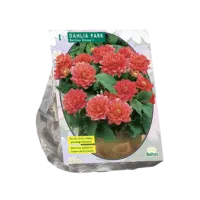 Dahlia Park Berliner Kleene per 1