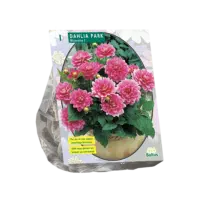 Dahlia Park Bluesette per 1