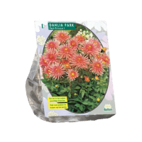 Dahlia Park Park Princess per 1
