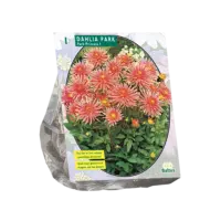 Dahlia Park Park Princess per 1