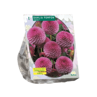 Dahlia Pompon Lipoma per 1
