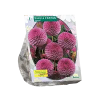 Dahlia Pompon Lipoma per 1