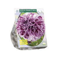 Dahlia Pompon Marble Ball per 1