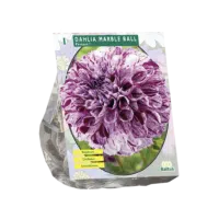 Dahlia Pompon Marble Ball per 1