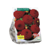 Dahlia Pompon Nescio per 1
