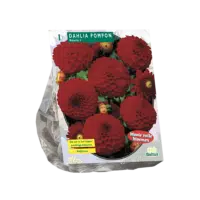 Dahlia Pompon Nescio per 1