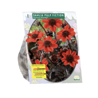 Dahlia Pulp Fiction per 1