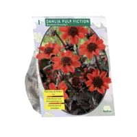 Dahlia Pulp Fiction per 1