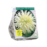 Dahlia Tsuki-Yori-No-Shisha per 1