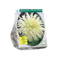 Dahlia Tsuki-Yori-No-Shisha per 1