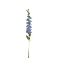Delphinium blue L78