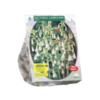 Galtonia Candicans per 5