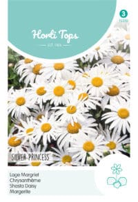 HT Chrysanthemum, lage Margriet Silver Princess