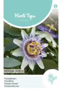 HT Passiflora, Passiebloem