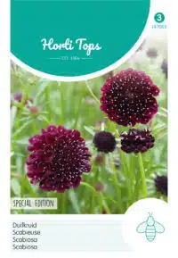 HT Scabiosa, Duifkruid diep donkerpaars