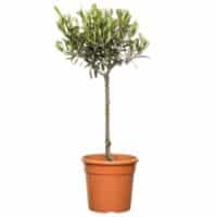 Olijfboom (Olea europea) D16 H55cm