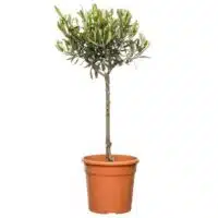 Olijfboom (Olea europea) D16 H55cm