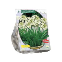 Ornithogalum Saundersiae per 3