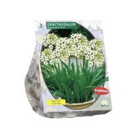Ornithogalum Saundersiae per 3