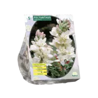 Polyanthus Tuberosa per 5